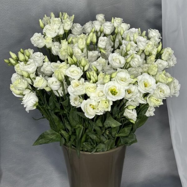 Eustoma