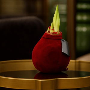 Vaškuotas amarilis 1+1