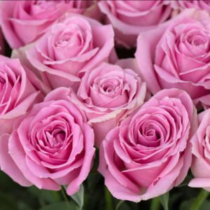 Rožinė rožė (60-70cm)
